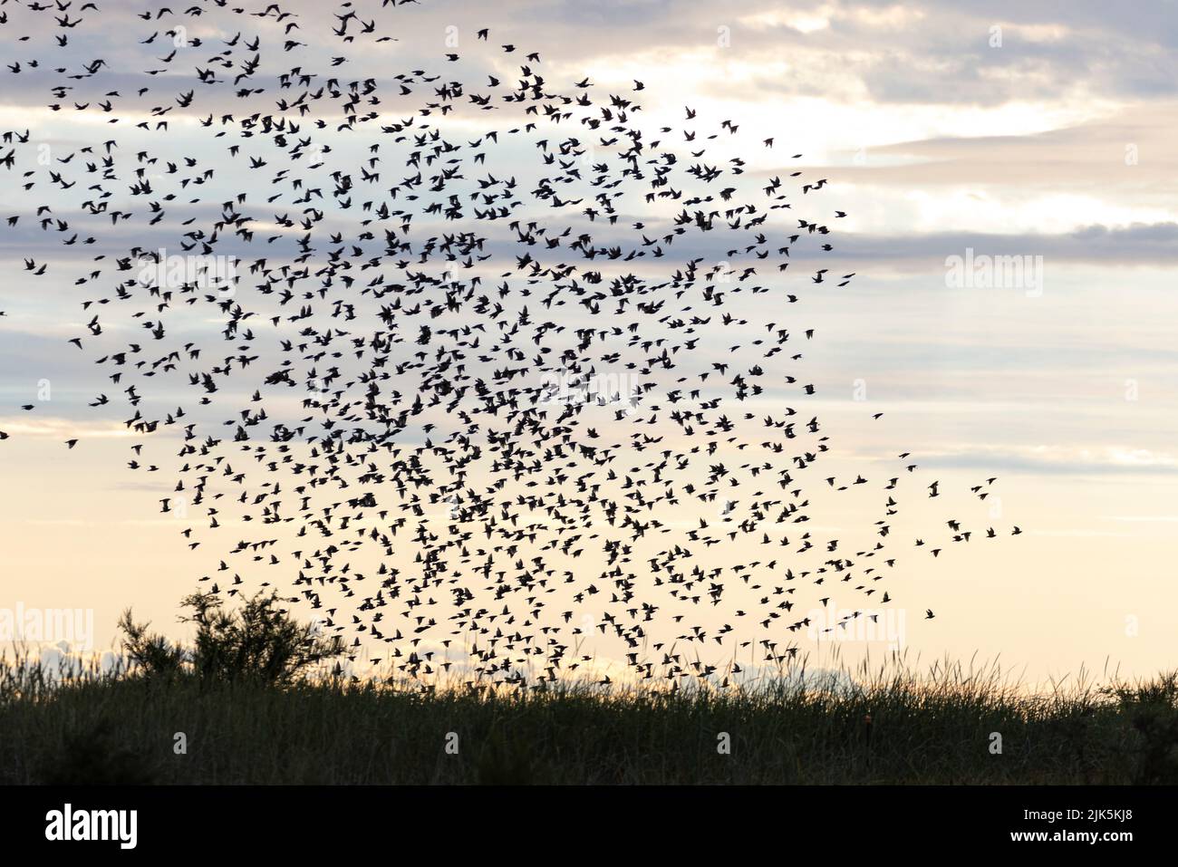 Aves de muración de los starlings en Richmond BC Canadá Foto de stock