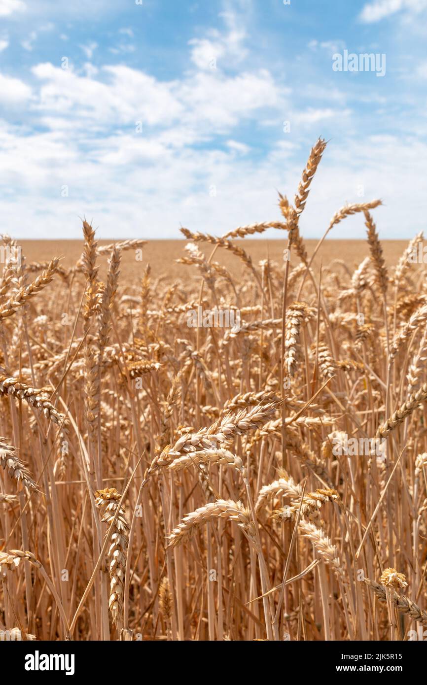 Las orejas de trigo creciendo en un campo Foto de stock