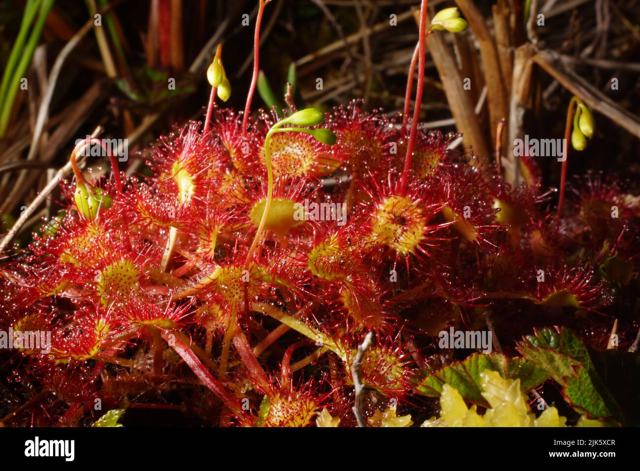 Rocío de hoja redonda (Drosera rotundifolia) en hábitat natural, norte de Noruega Foto de stock