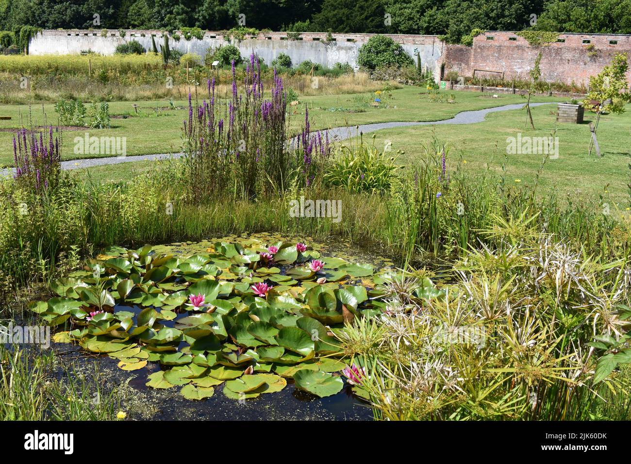 Estanque en los jardines amurallados Stackpole, Stackpole Court, Stackpole, Pembrokeshire, Gales Foto de stock