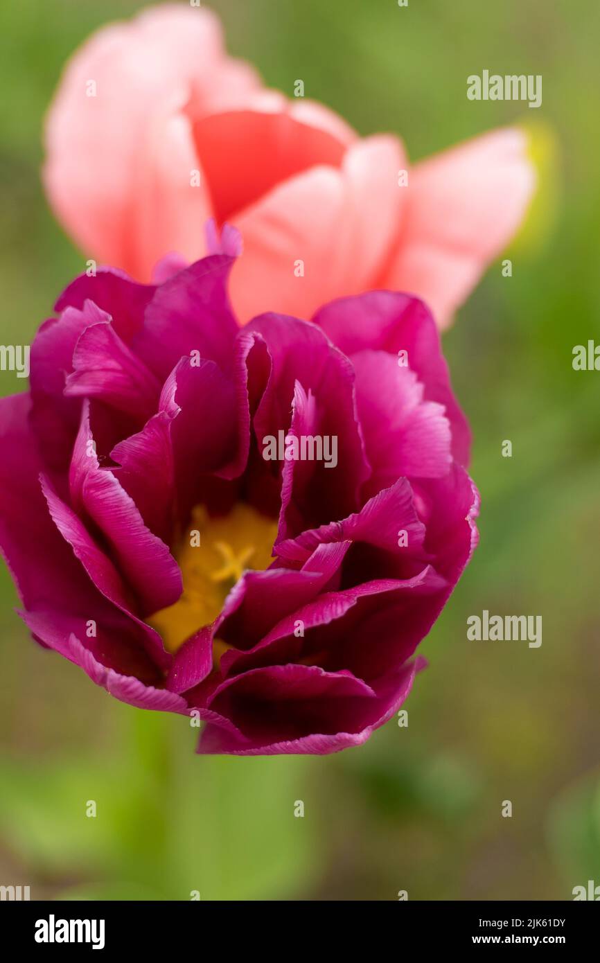 Tulipán de Borgoña. Tulipanes rosas en un lecho de flores. Tulipanes con  doble floración. Nightwatch Tulip Doble Magia a última hora de la  medianoche. Florido en el jardín. Hermosas flores de primavera.