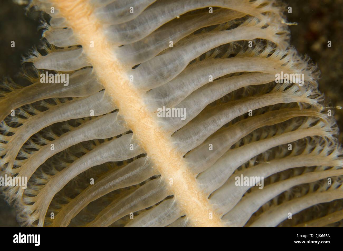 Pluma de mar, Pennatula aculeata, Pennatulidae, Anilao, Batangas, Filipinas, Océano Indo-pacífico, Asia Foto de stock