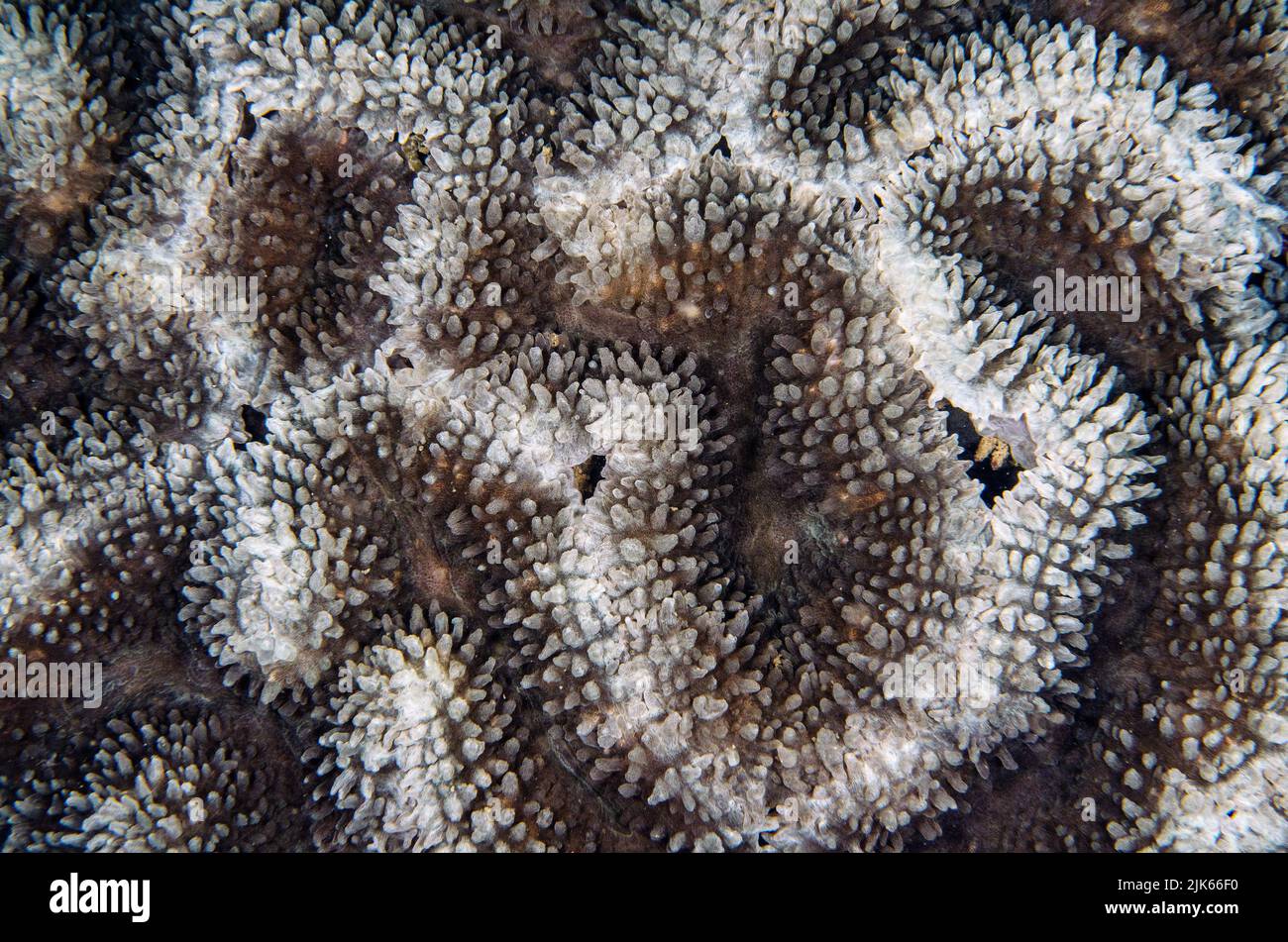 Coral cerebral, Lobophyllia flabelliformis, Lobophylliidae, Anilao, Batangas, Filipinas, Océano Indo-pacífico, Asia Foto de stock
