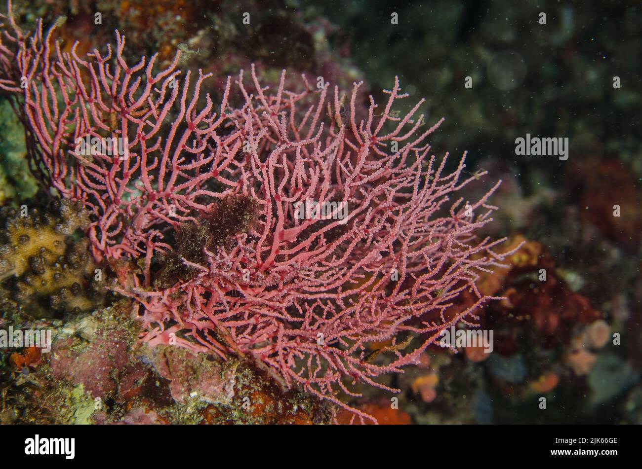 Ventilador del mar, Melithaea sp., Melithaeidae, Anilao, Batangas, Filipinas, Océano Indo-pacífico, Asia Foto de stock