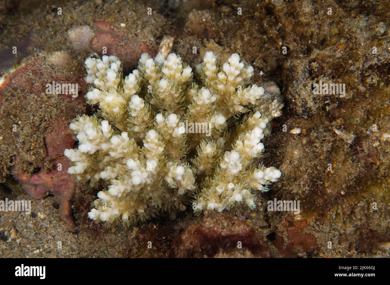 Coral pedregoso, Acropora sp., Acroporidae, Anilao, Batangas, Filipinas, Océano Indo-pacífico, Asia Foto de stock