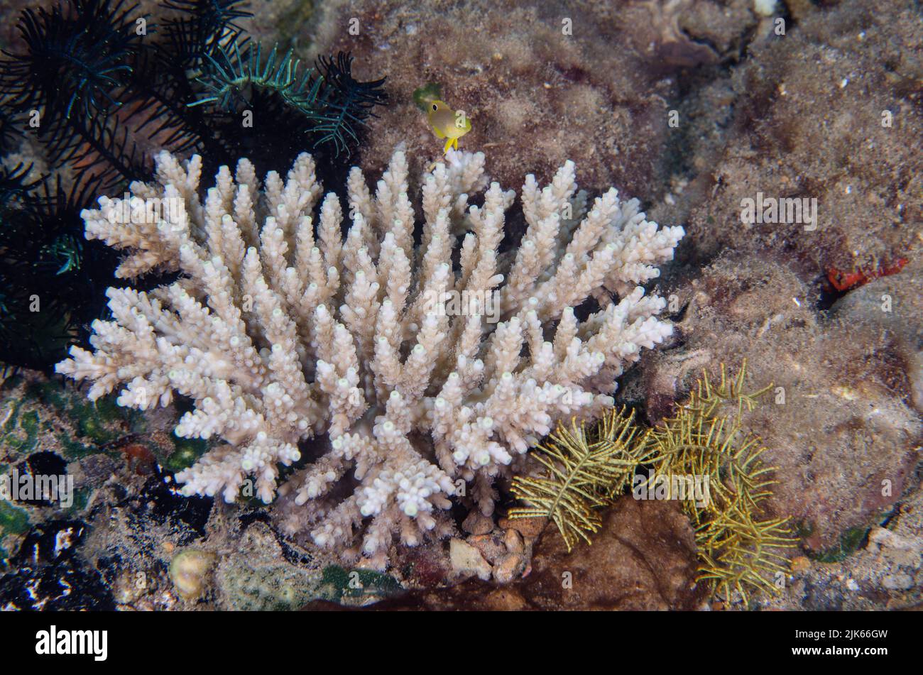 Coral pedregoso, Acropora sp., Acroporidae, Anilao, Batangas, Filipinas, Océano Indo-pacífico, Asia Foto de stock
