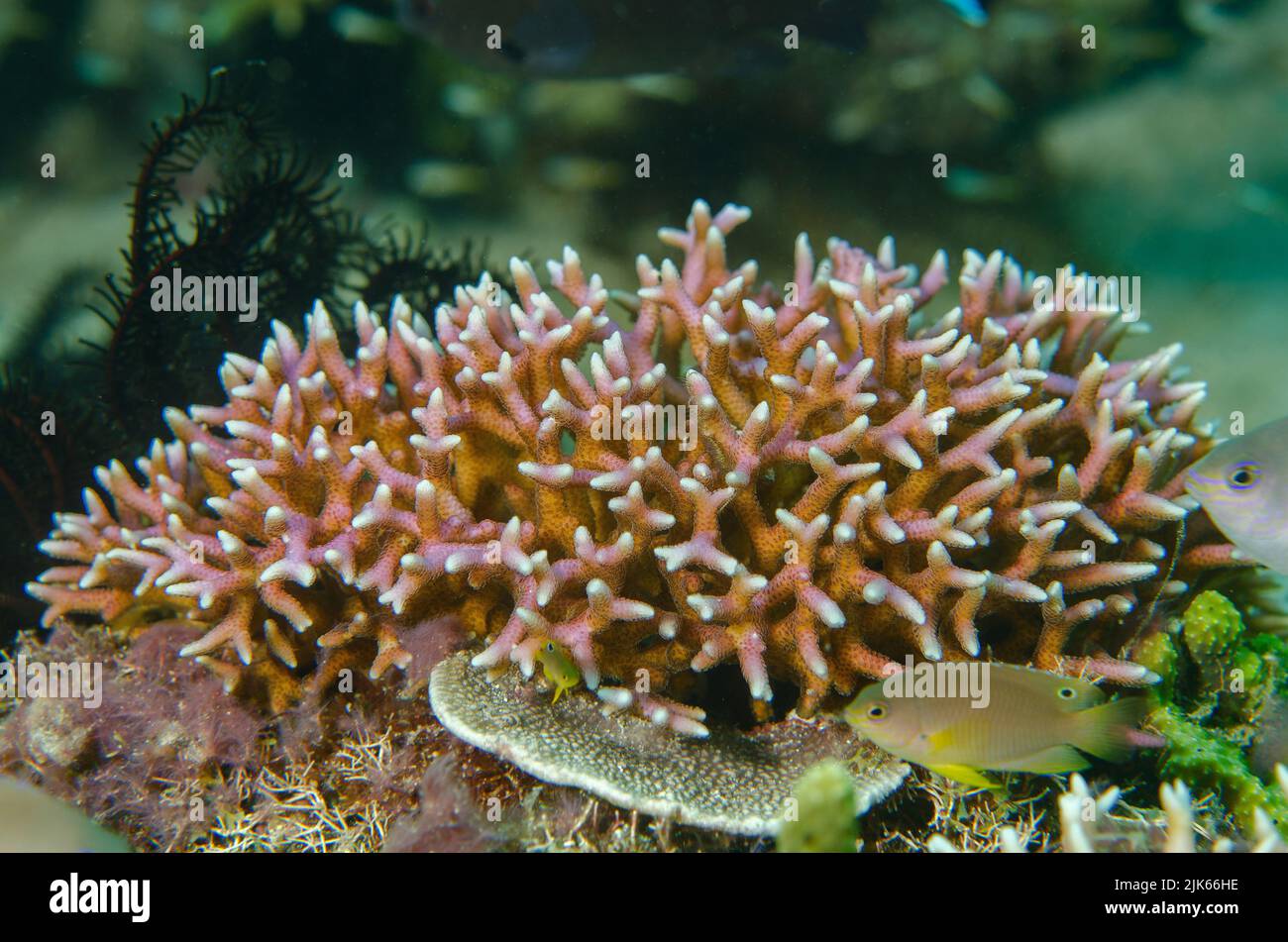 Coral pedregoso, Seriatopora sp., Pocilloporidae, Anilao, Batangas, Filipinas, Océano Indo-pacífico, Asia Foto de stock