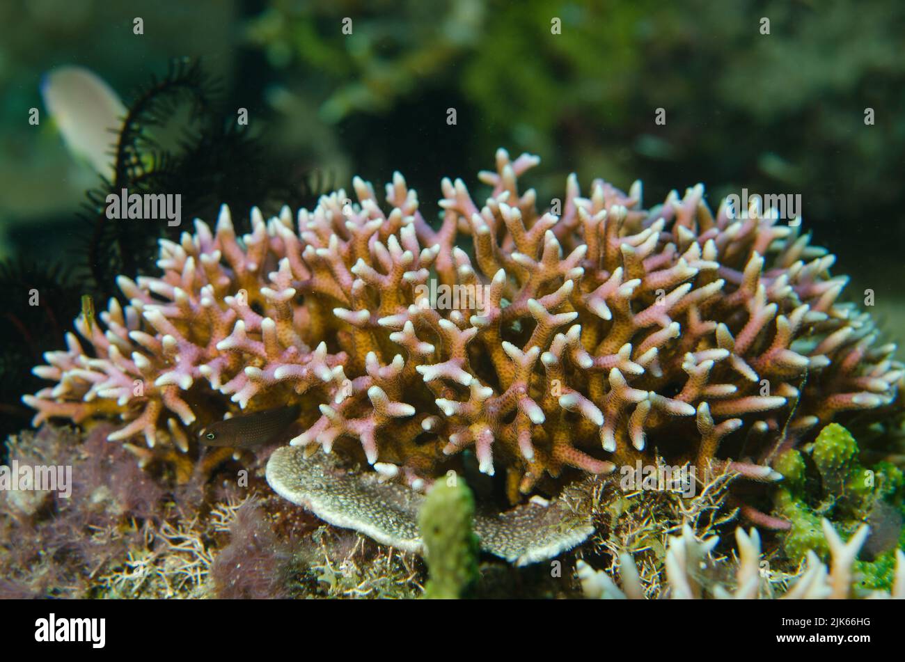 Coral pedregoso, Seriatopora sp., Pocilloporidae, Anilao, Batangas, Filipinas, Océano Indo-pacífico, Asia Foto de stock