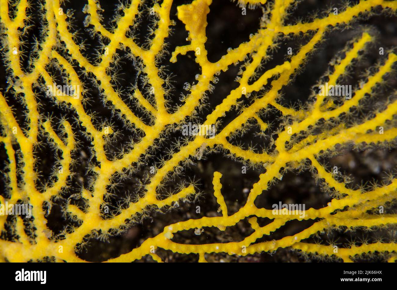 Ventilador del Mar, Acabaria sp., Melithaeidae, Anilao, Batangas, Filipinas, Océano Indo-pacífico, Asia Foto de stock
