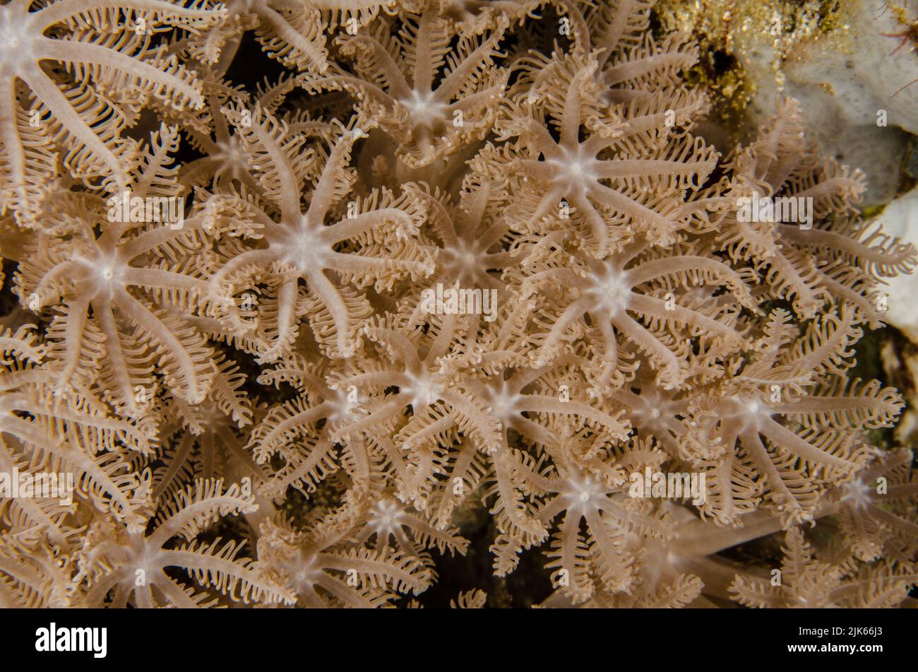 Coral blando, Anthelia sp. Xeniidae, Anilao, Batangas, Filipinas, Océano Indo-pacífico, Asia Foto de stock