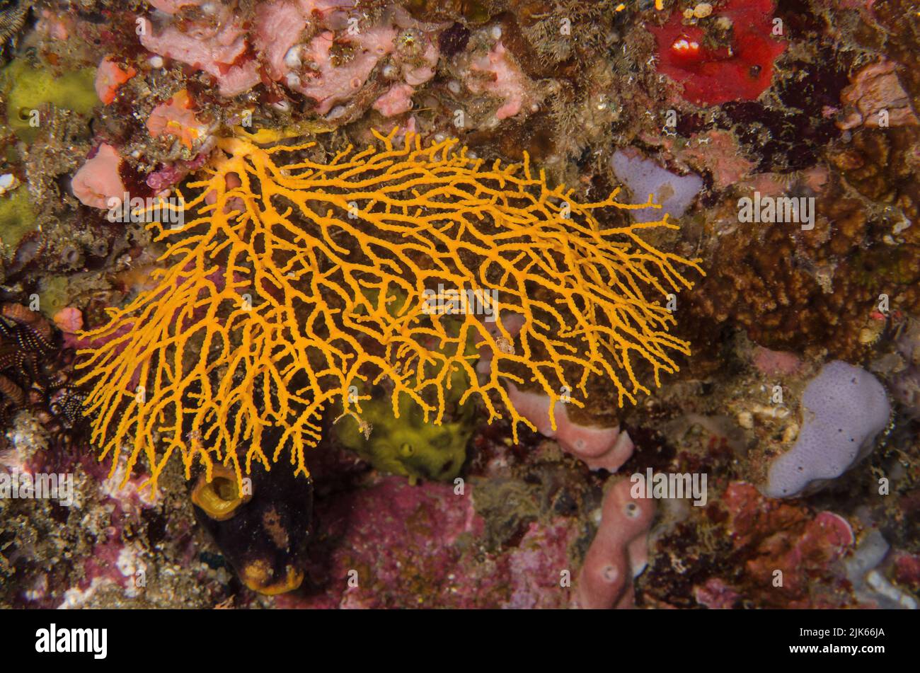 Ventilador del Mar, Acabaria sp., Melithaeidae, Anilao, Batangas, Filipinas, Océano Indo-pacífico, Asia Foto de stock