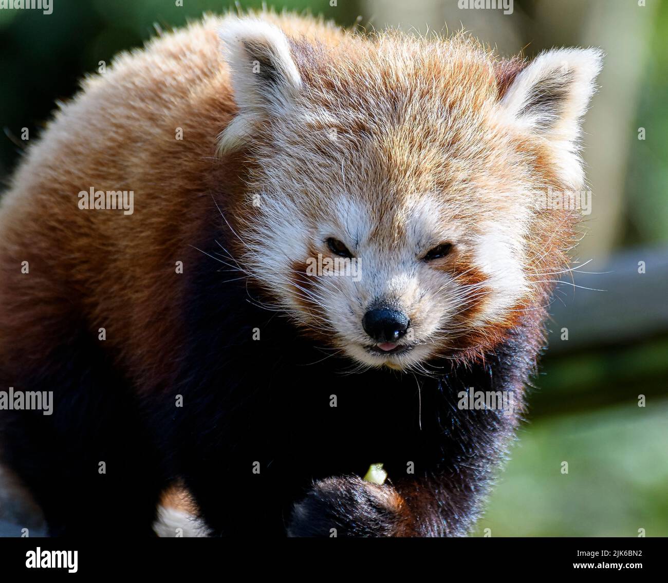 Un retrato de un Panda Rojo Foto de stock