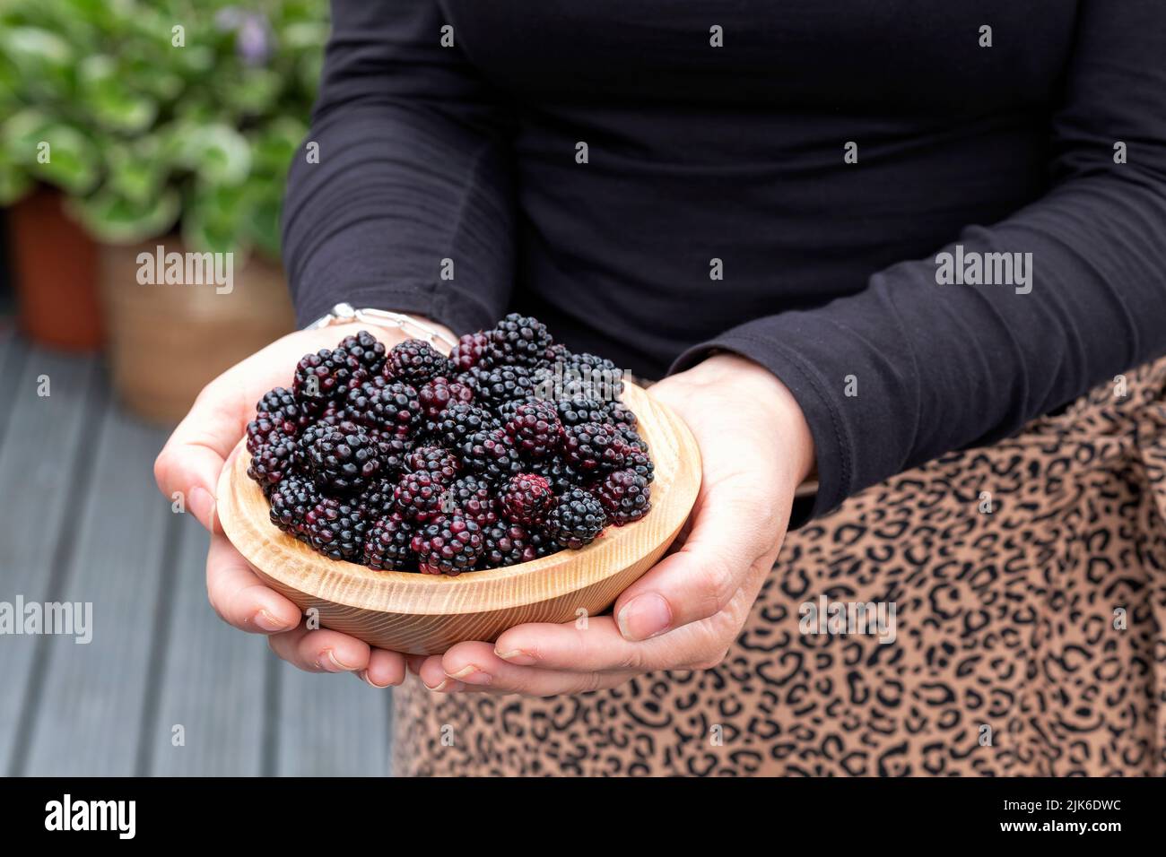 Una mujer sosteniendo un tazón de moras silvestres, Rubus fruticosus. Los zumos de frutas han sido recién recogidos de arbustos de bramble en el campo Foto de stock
