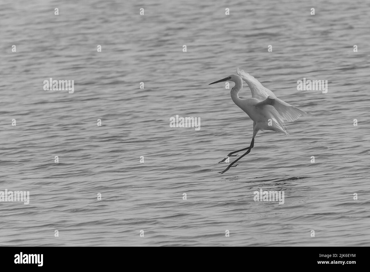 foto en blanco y negro de garceta volando hacia el estanque Foto de stock