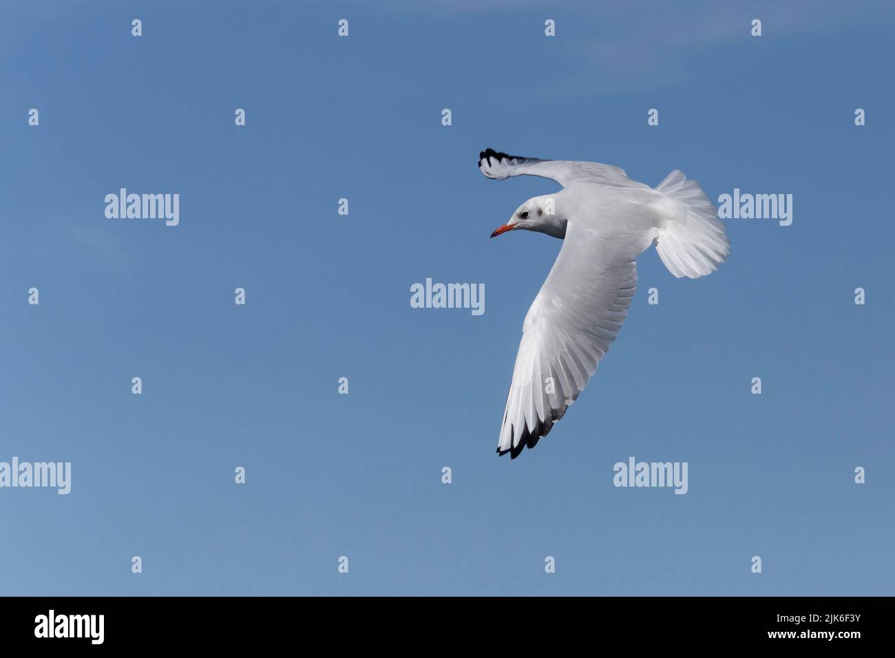 cerca de la gaviota común volando en un cielo azul Foto de stock