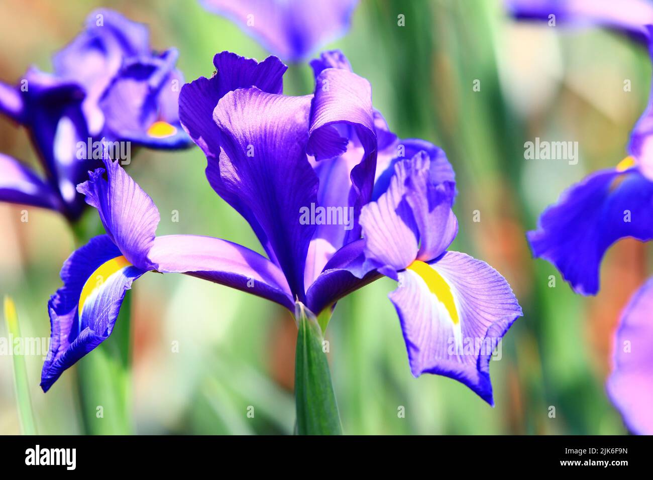Vista de Iris(Flag,Gladdon,Fleur-de-lis) flores, primer plano de hermosas  flores de colores Iris floreciendo en el jardín en un día soleado  Fotografía de stock - Alamy