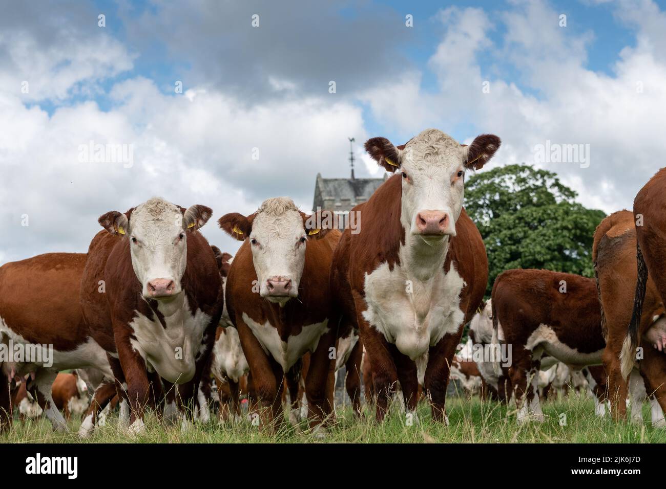 Rebaño de ganado de Hereford que crece en pastos exuberantes, Cumbria, Reino Unido. Foto de stock