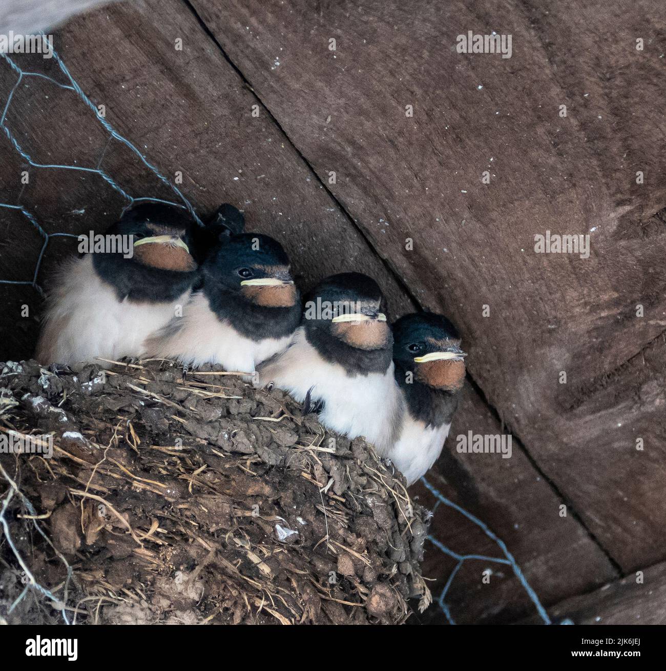 Cuatro golondrina pollitos sat en su nido bajo una arcada en Gretna Green Foto de stock
