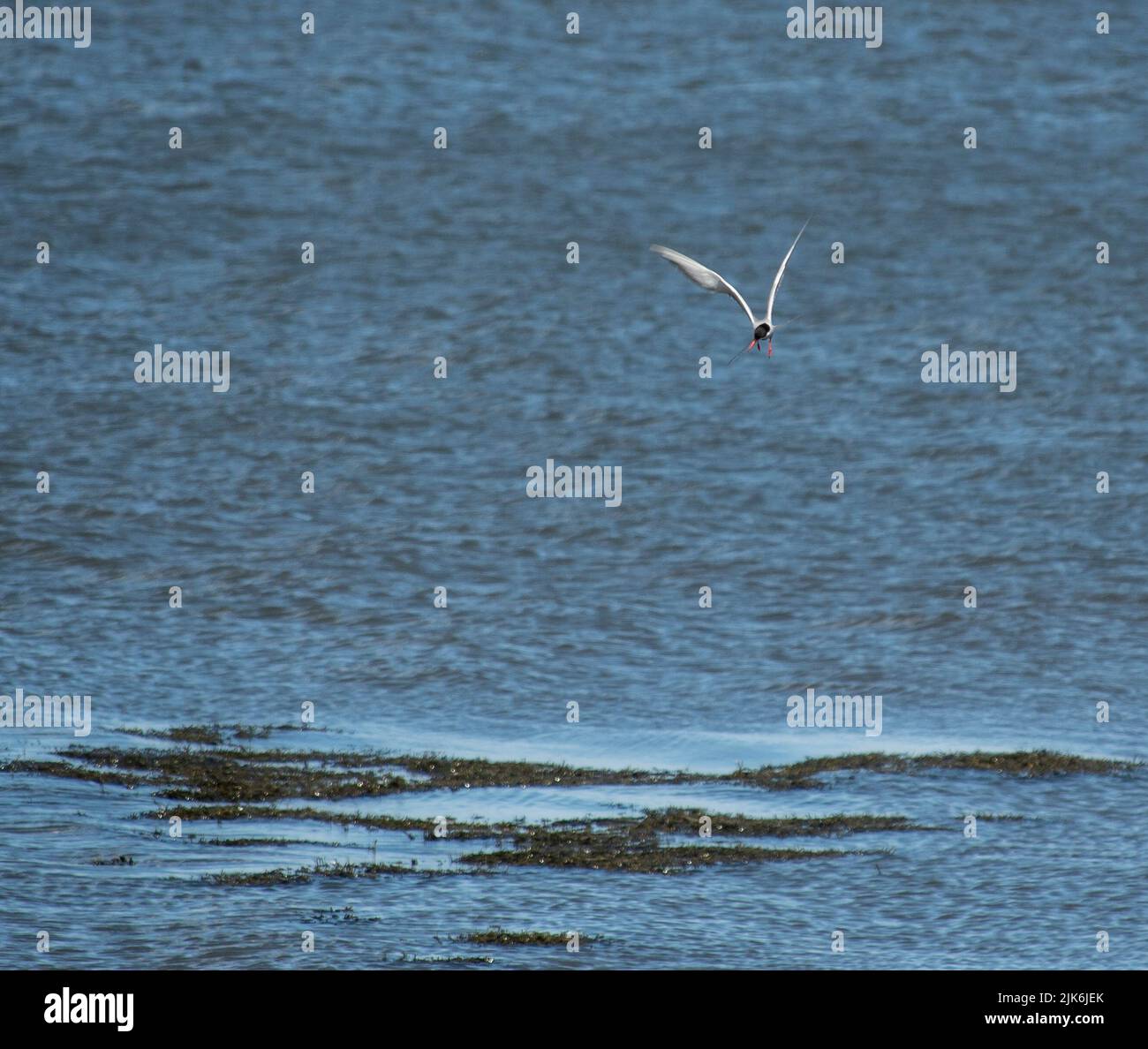 Una golondrina común sobrevolando las aguas del Firth of Forth, cerca de Falkirk Foto de stock