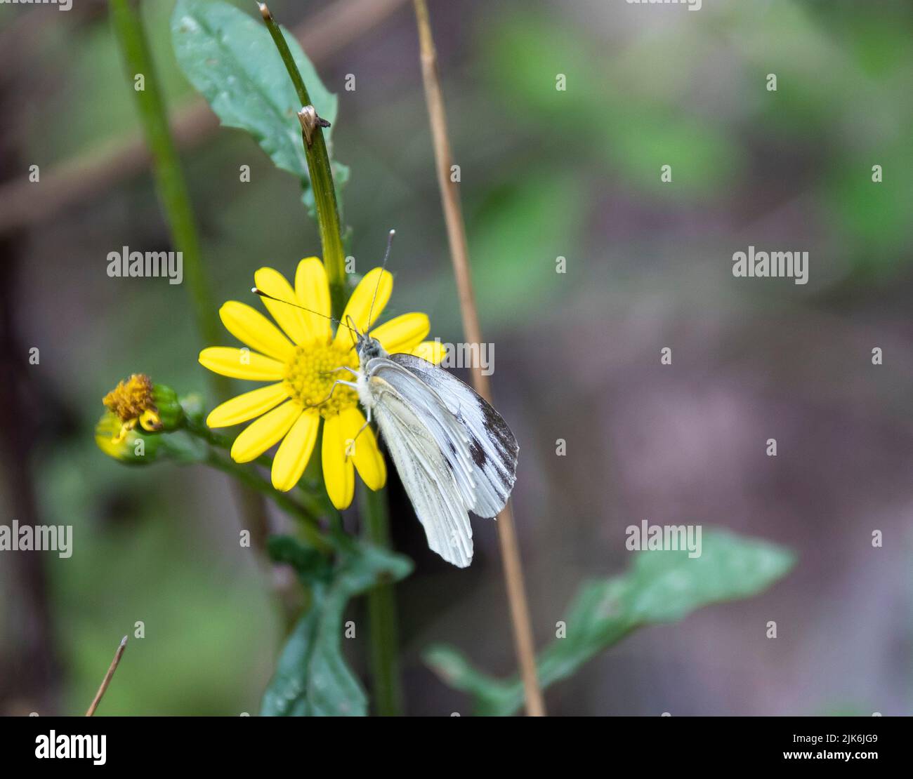 Una gran mariposa blanca se sentó en una flor de ragwort común Foto de stock