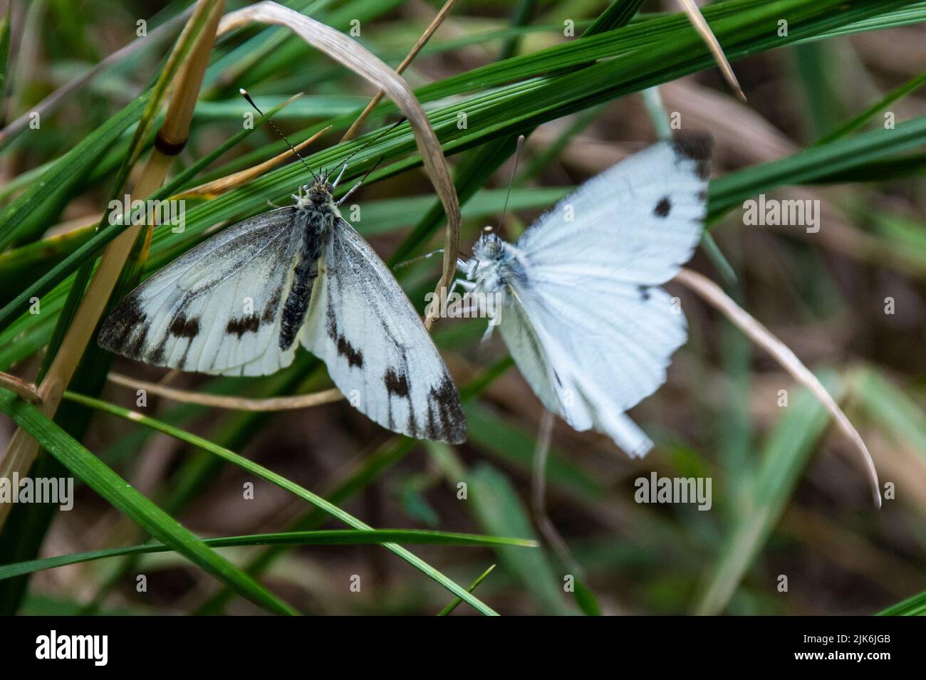 Un par de mariposas o el repollo blanco grande apareamiento sobre una brizna de hierba Foto de stock