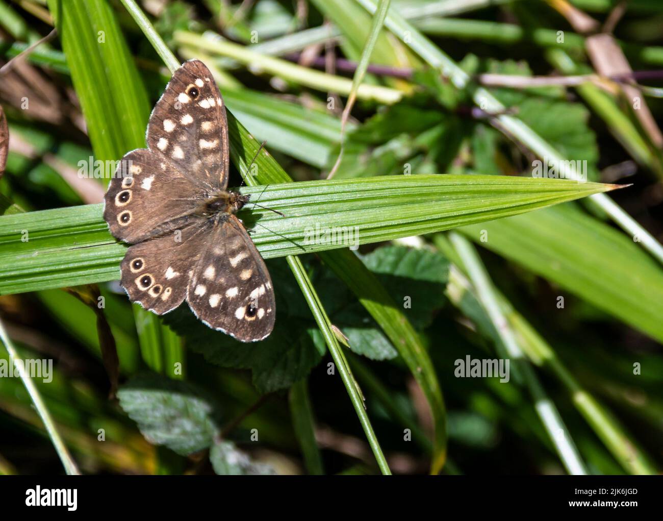 Una mariposa de madera moteada se sentó en una hoja ancha de hierba Foto de stock