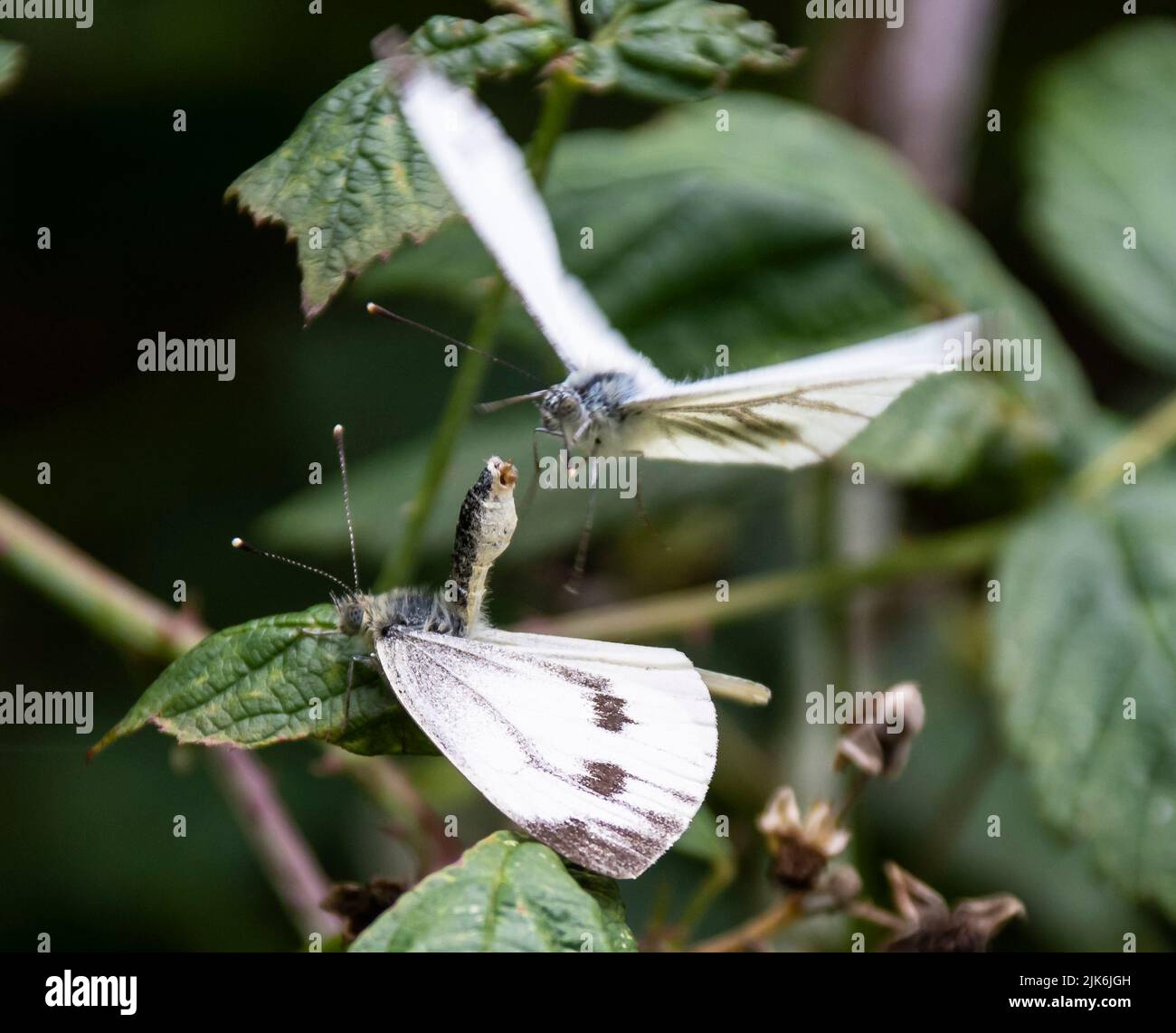 Un par de grandes mariposas blancas o de col que se apareaban una hoja Foto de stock
