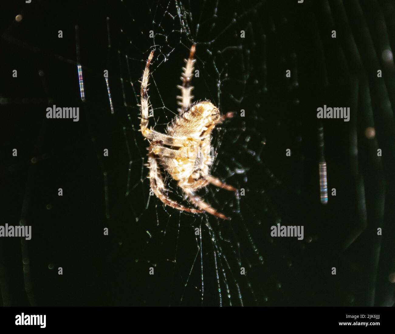 Una macro fotografía de una pequeña araña de jardín en su web Foto de stock