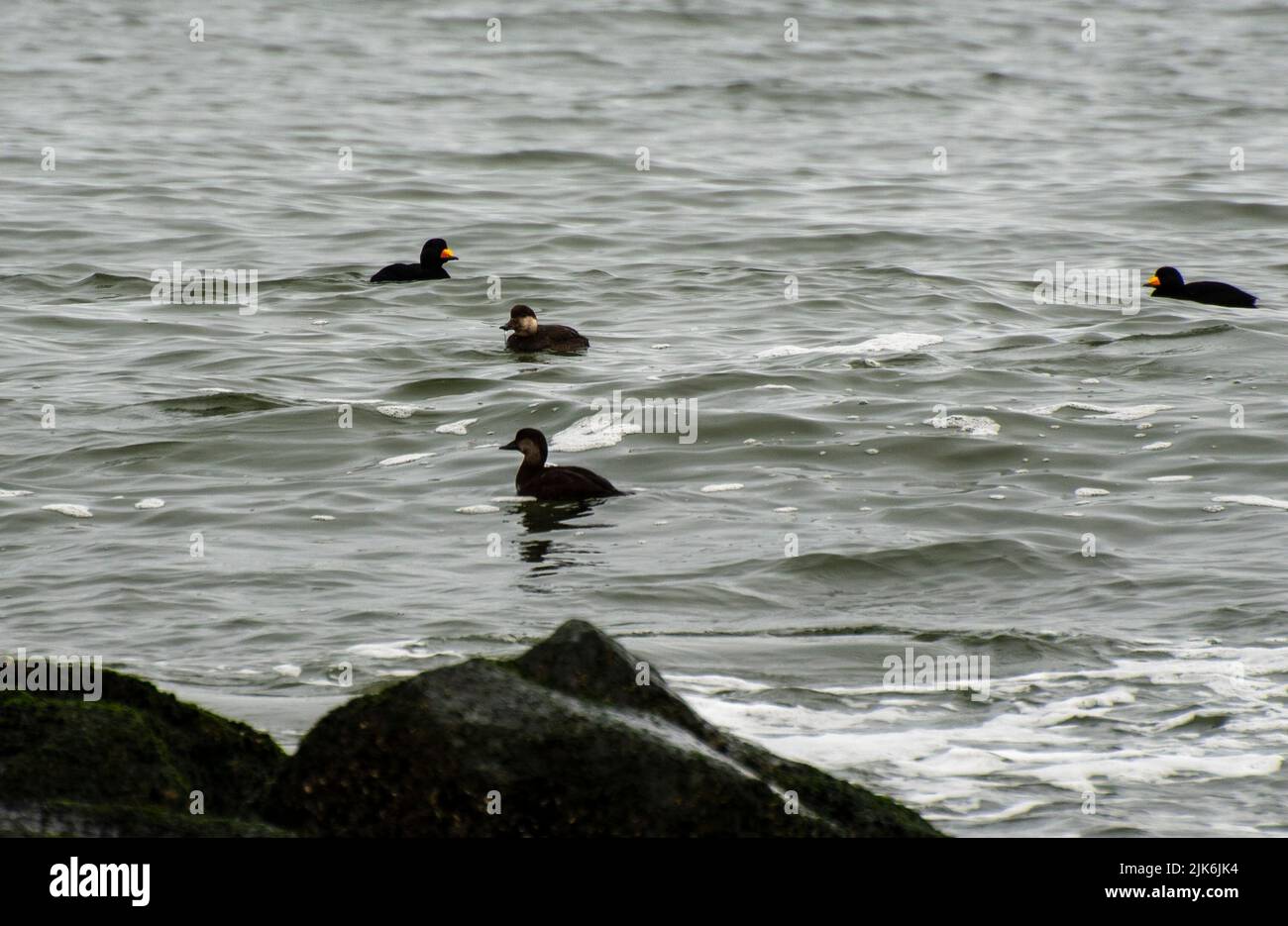 Black Scoters nadando en el Océano Atlántico frente a la costa de Jersey Foto de stock