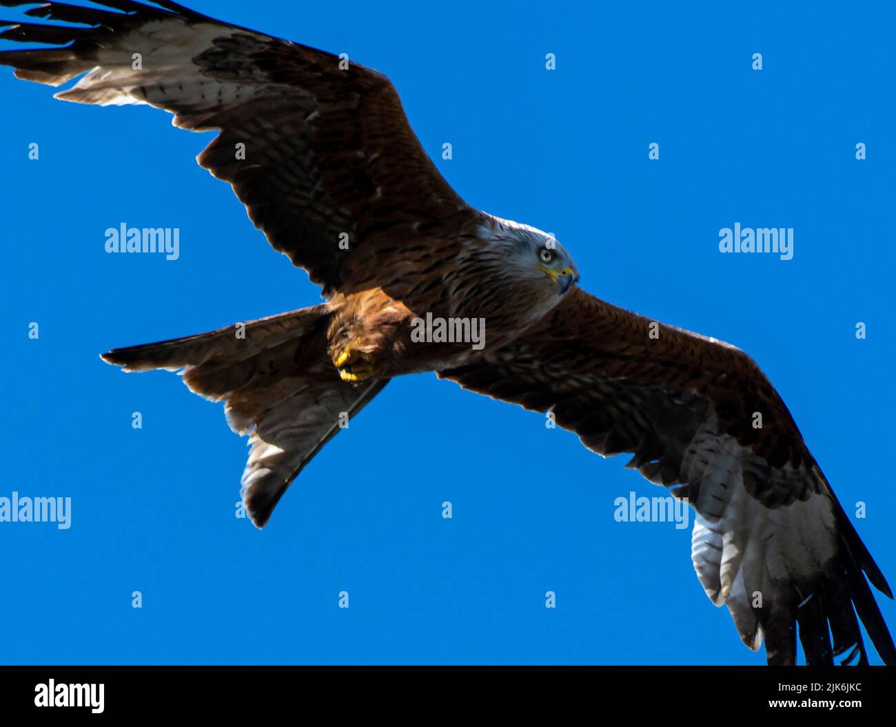 Una majestuosa milanos volando por el cielo azul por encima de la lectura Foto de stock
