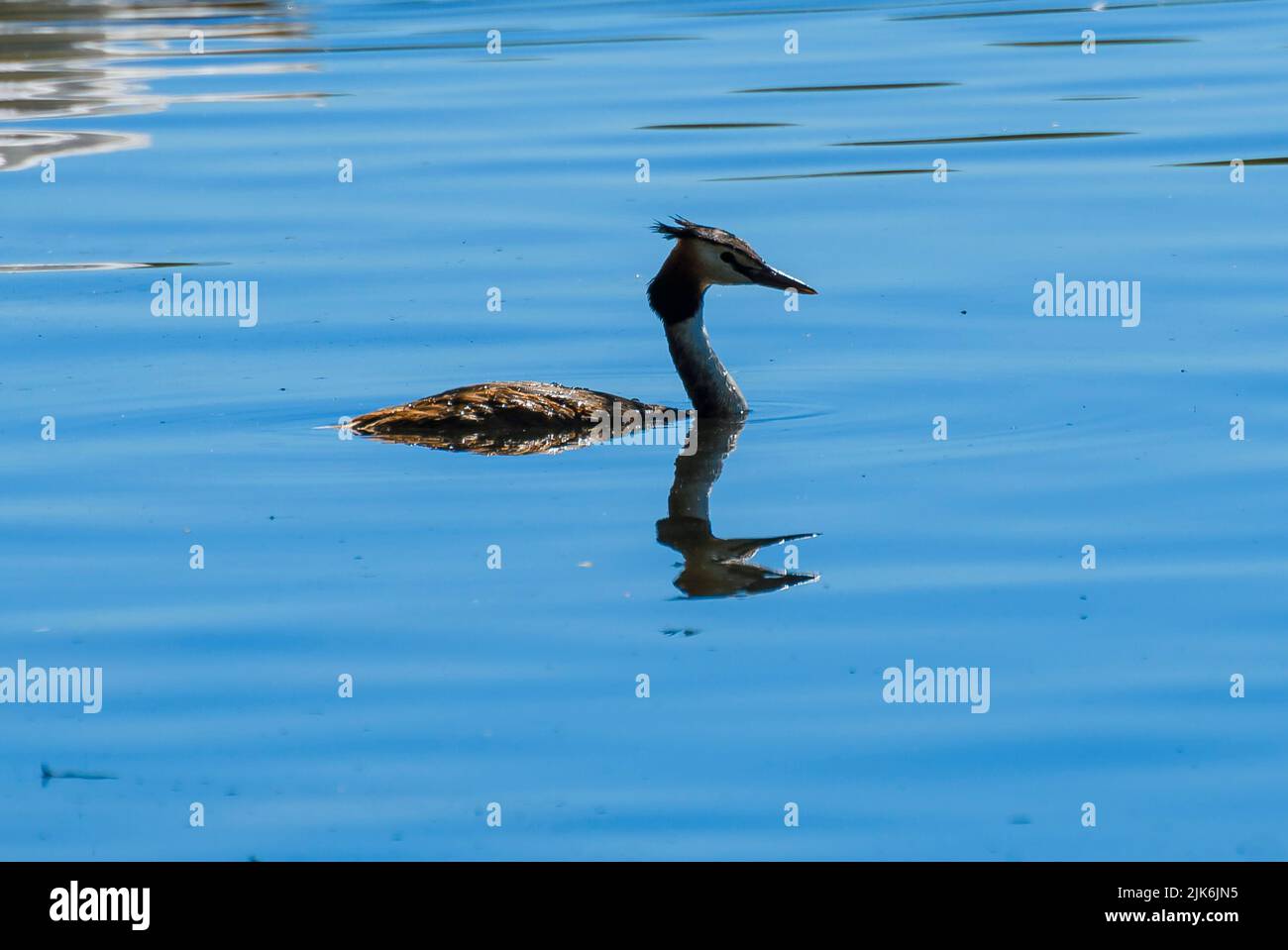 Un somormujo lavanco nadar en el lago Foto de stock