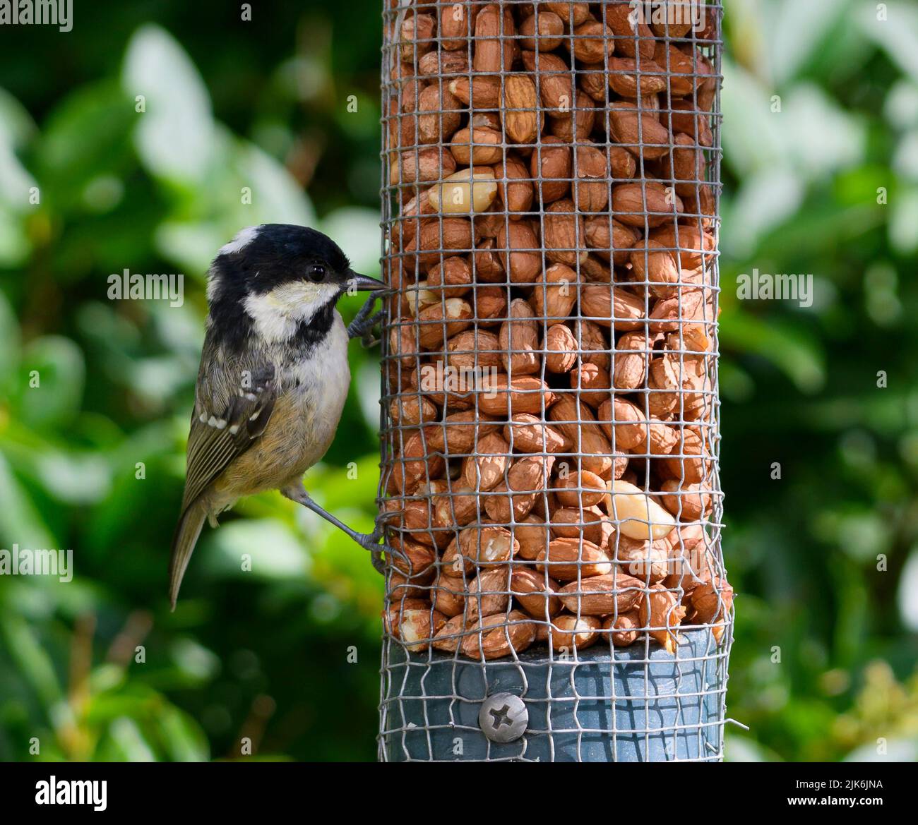 Una tita de carbón alimentándose en un alimentador de pájaro de la nuez adentro Un jardín en Devon Foto de stock