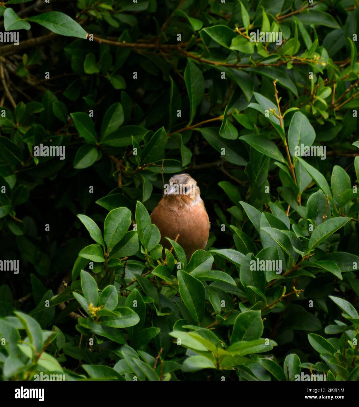 Un gorrión de la casa encaramado en el follaje de un arbusto Foto de stock