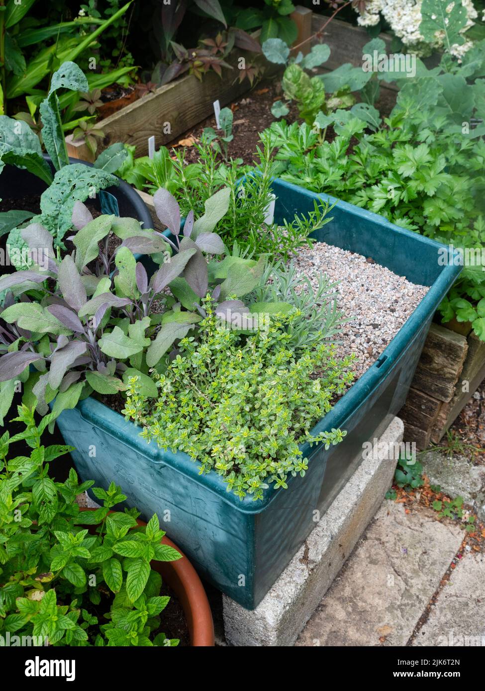 Jardín de hierbas de pequeño contenedor con menta de jardín, tomillo limón, salvia púrpura, romero y perejil Foto de stock