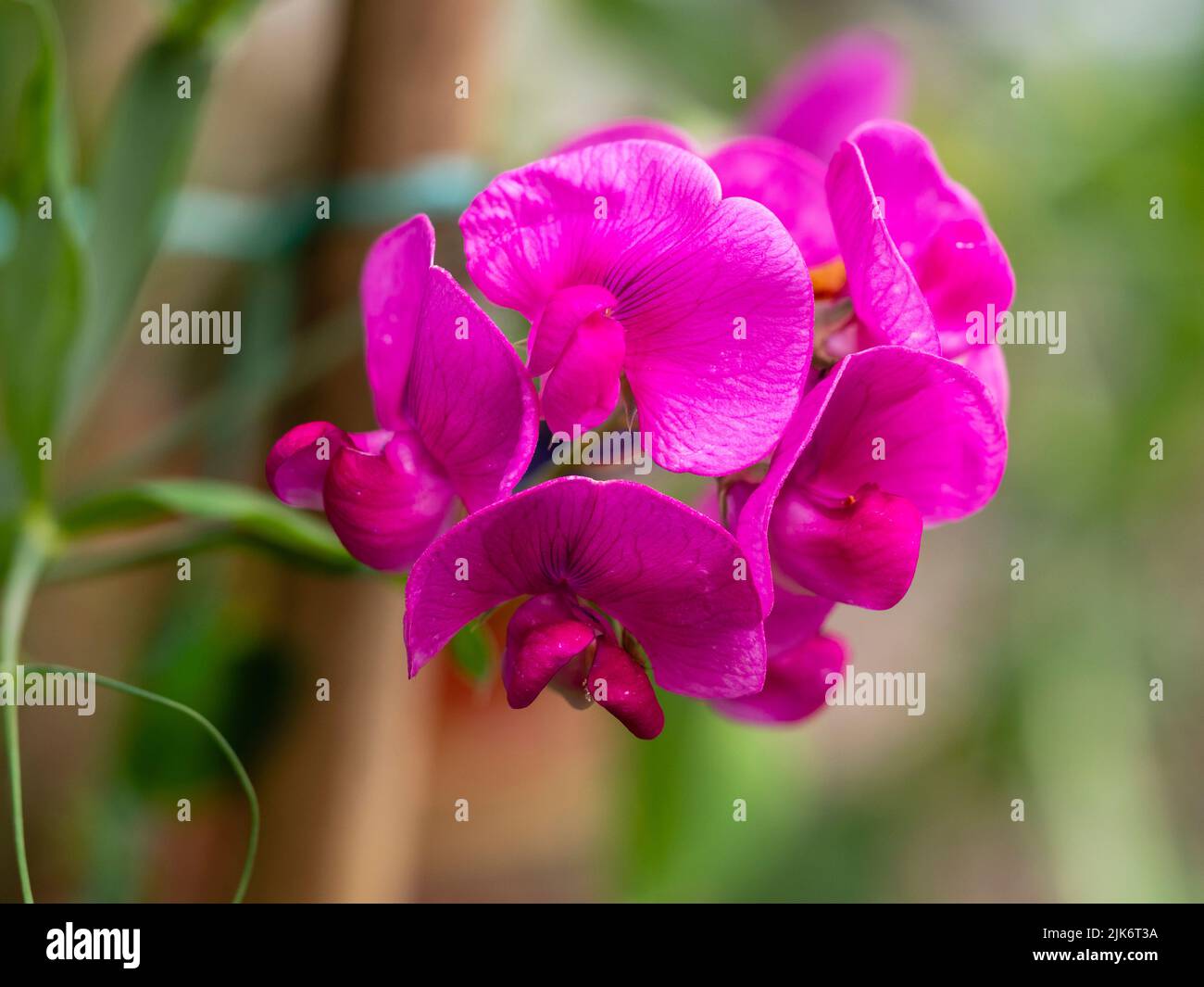 Rosa rosa flores de verano del tendril trepador guisante eterno, Lathyrus latifolius 'Perla Roja' Foto de stock