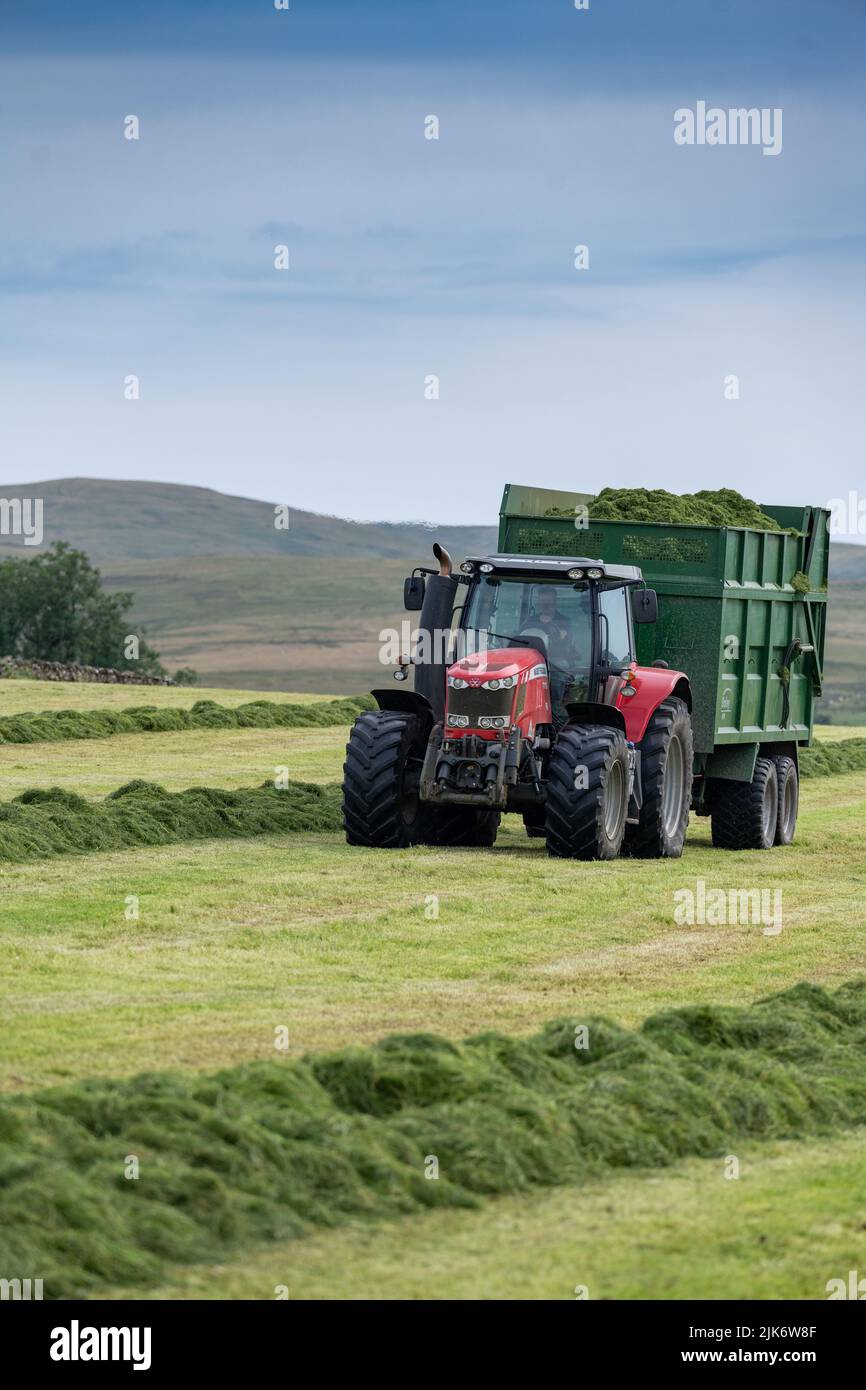 Ensilado en una granja lechera, usando un forrajero autopropulsado Claas, llenando remolques con pasto picado para el alimento de invierno. Cumbria, Reino Unido. Foto de stock