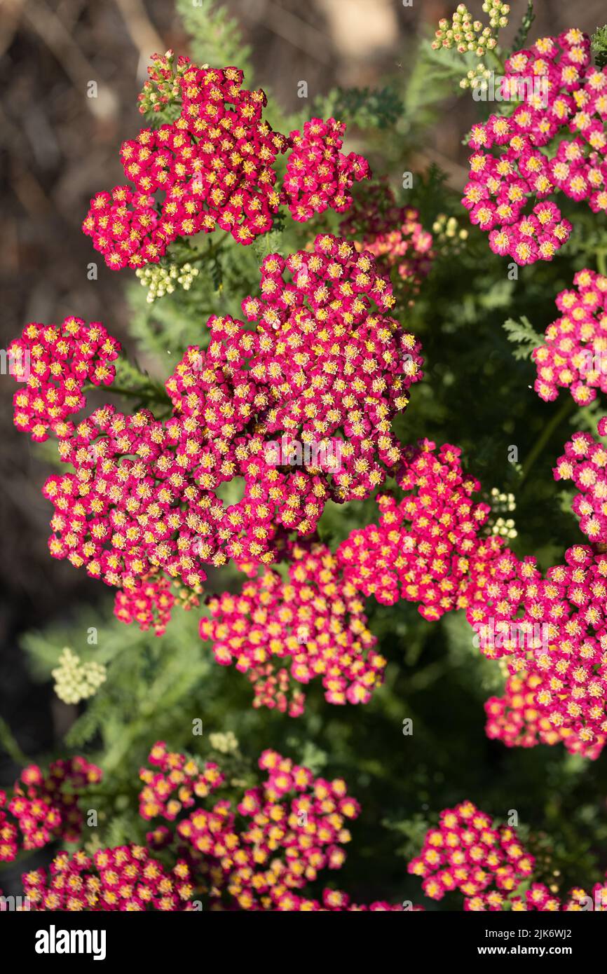 Achillea millefolium 'nuevo rojo vendimia' flores de cerca. Foto de stock