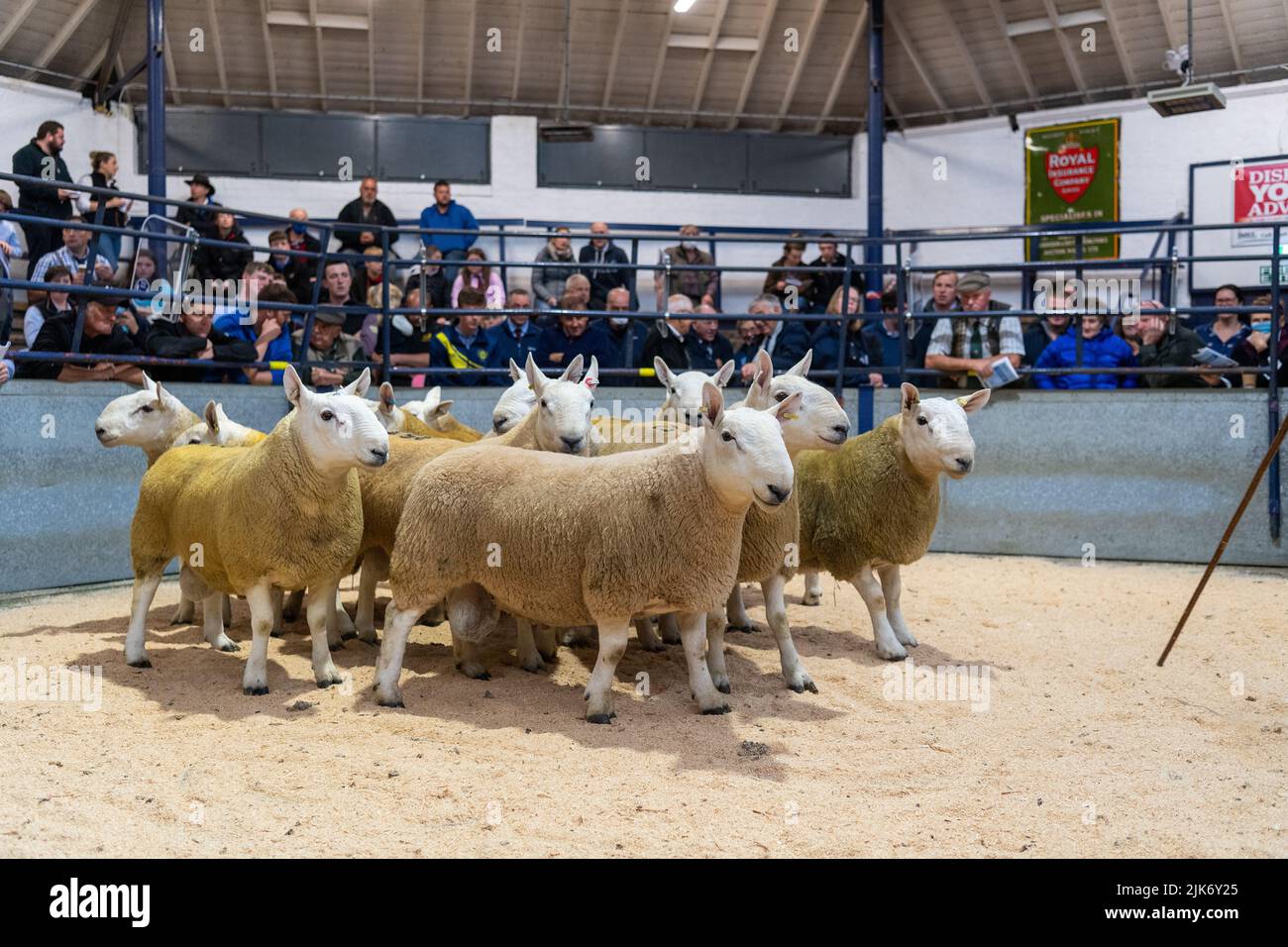 Mostrando los carneros de Cheviot en una feria de preventa en Lockerbie Ram Sale, Dumfries, Escocia, Reino Unido. Foto de stock