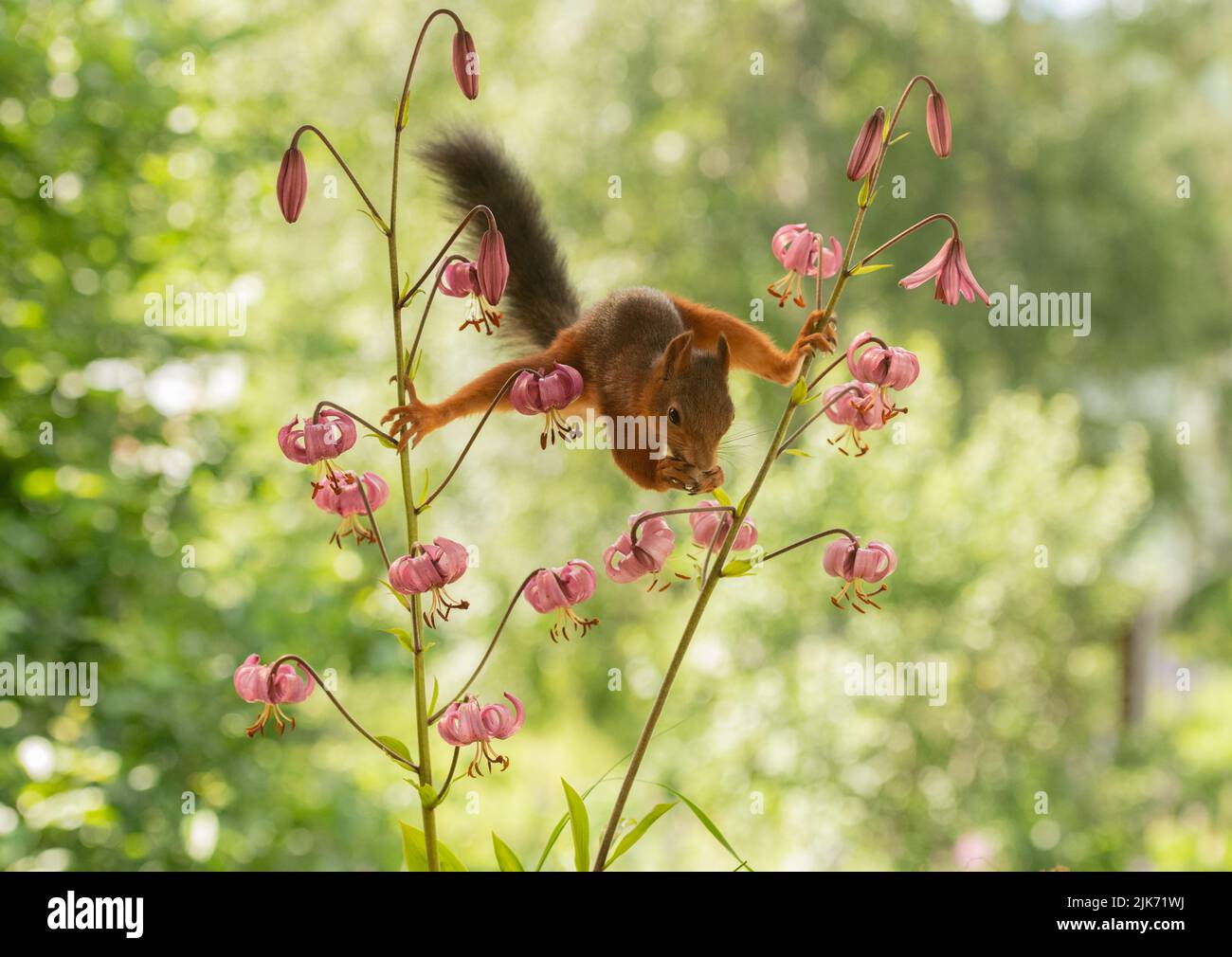 Ardilla roja entre flores de Lilium martagon Foto de stock