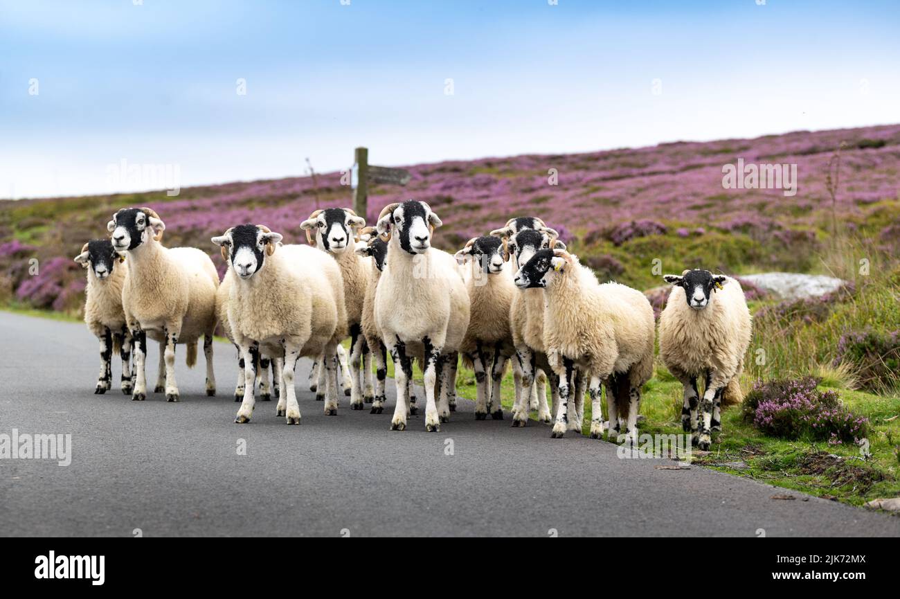 Rebaño de ovejas y corderos de Swaledale en una carretera de páramos en el Parque Nacional de los Moros del Norte de York, Reino Unido. Foto de stock