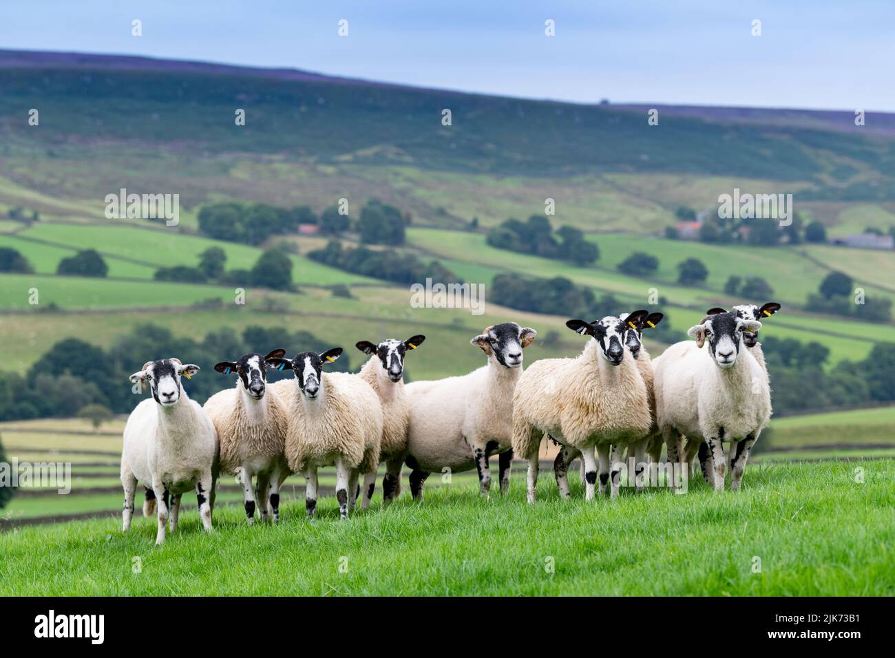 Swaledale oveja con corderos mula en pastos dentro del Parque Nacional de North York Moors, Reino Unido. Foto de stock