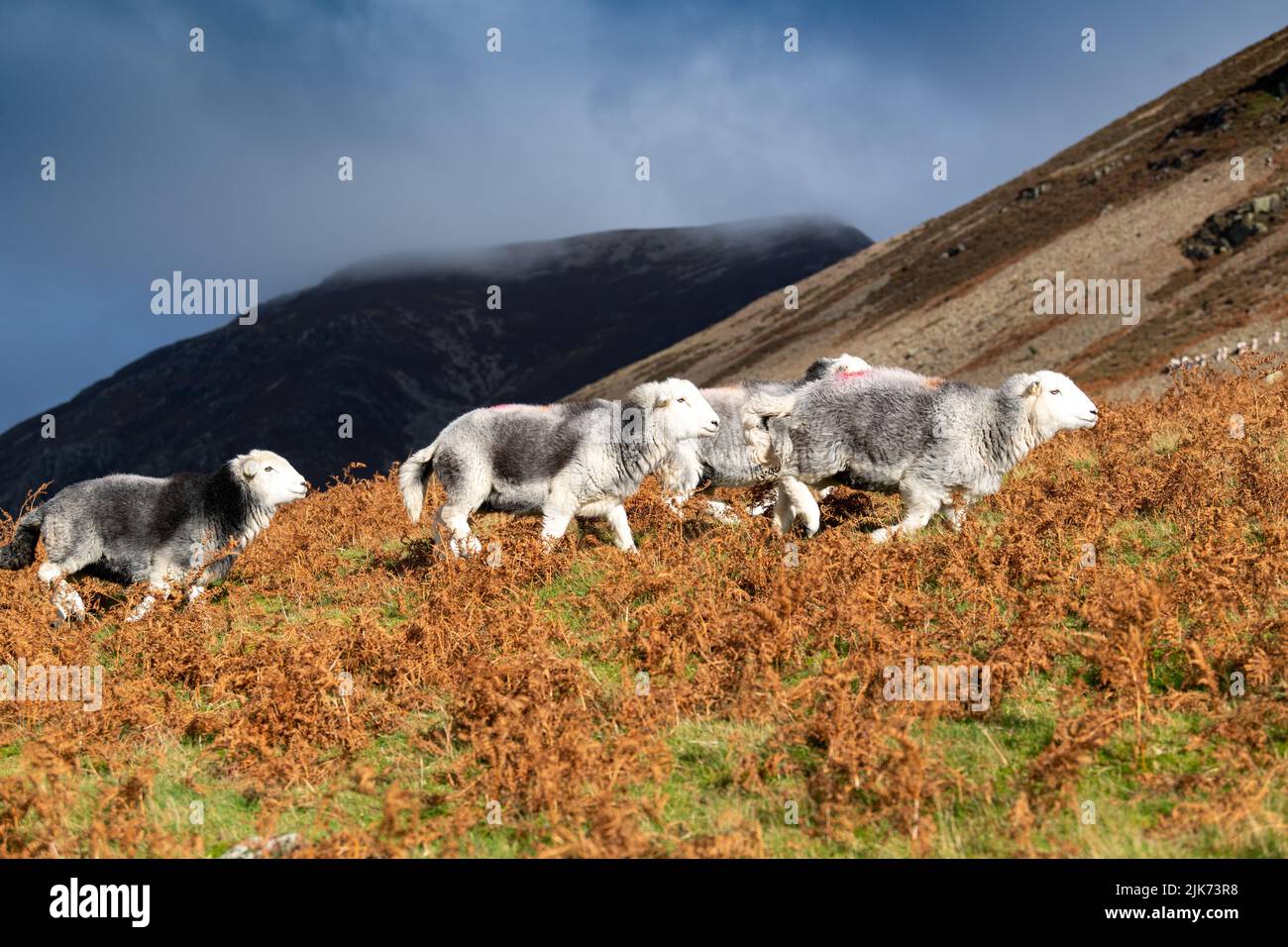 Pastores recogiendo ovejas Herdwick en Cinheit Fell, Cumbria, en otoño, listas para el tiempo de la temporada. Parque Nacional del Distrito de los Lagos, Reino Unido. Foto de stock