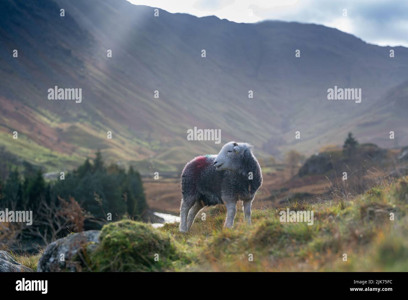 Herdwick Sheep, una raza robusta de la colina, en las montañas en Seathwaite en el valle de Borrowdale cerca de Keswick, Cumbria, Reino Unido. Foto de stock