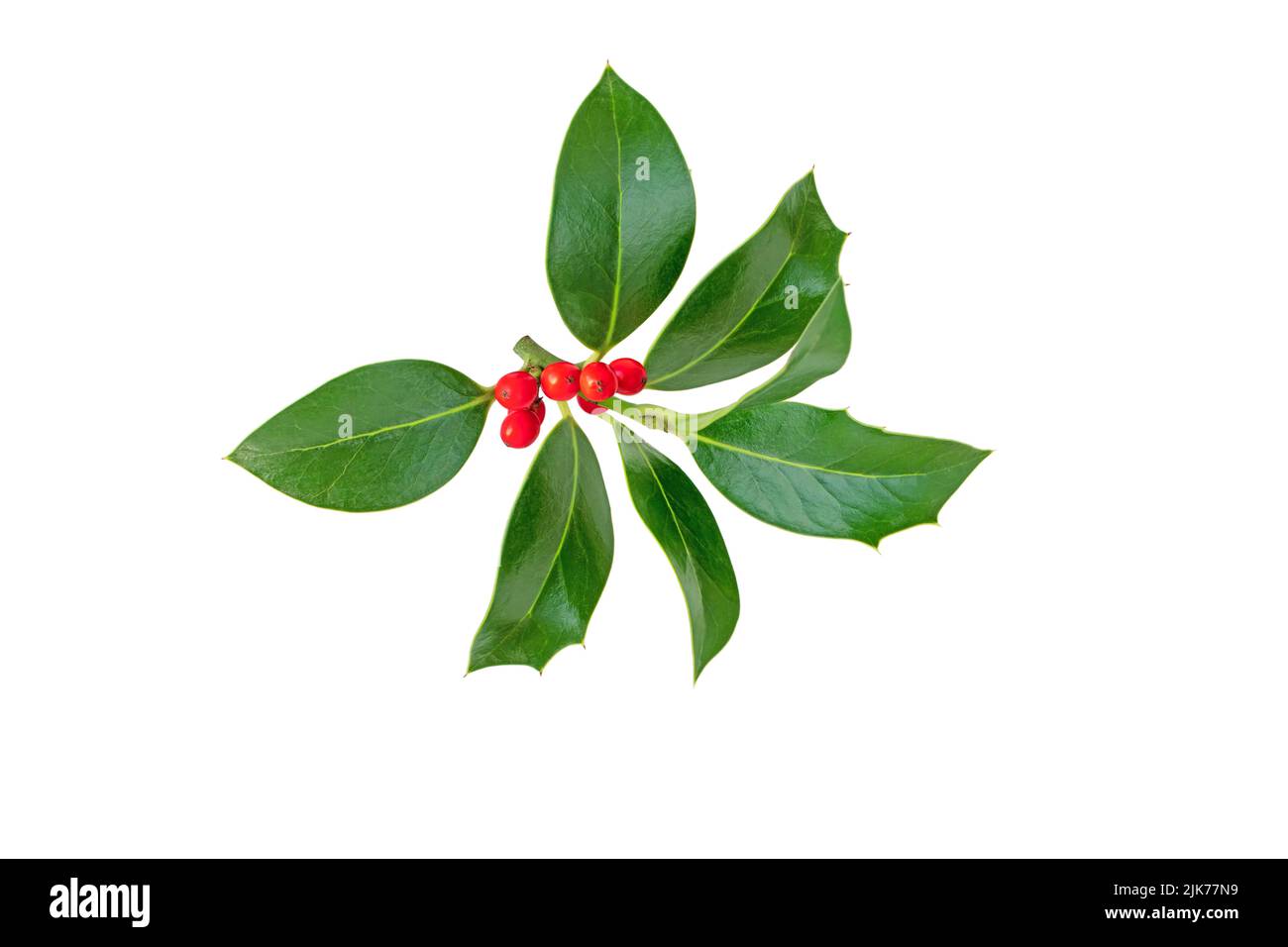 Rama de acebo de Navidad. Planta de decoración navideña con hojas verdes brillantes y bayas rojas aisladas sobre blanco Foto de stock
