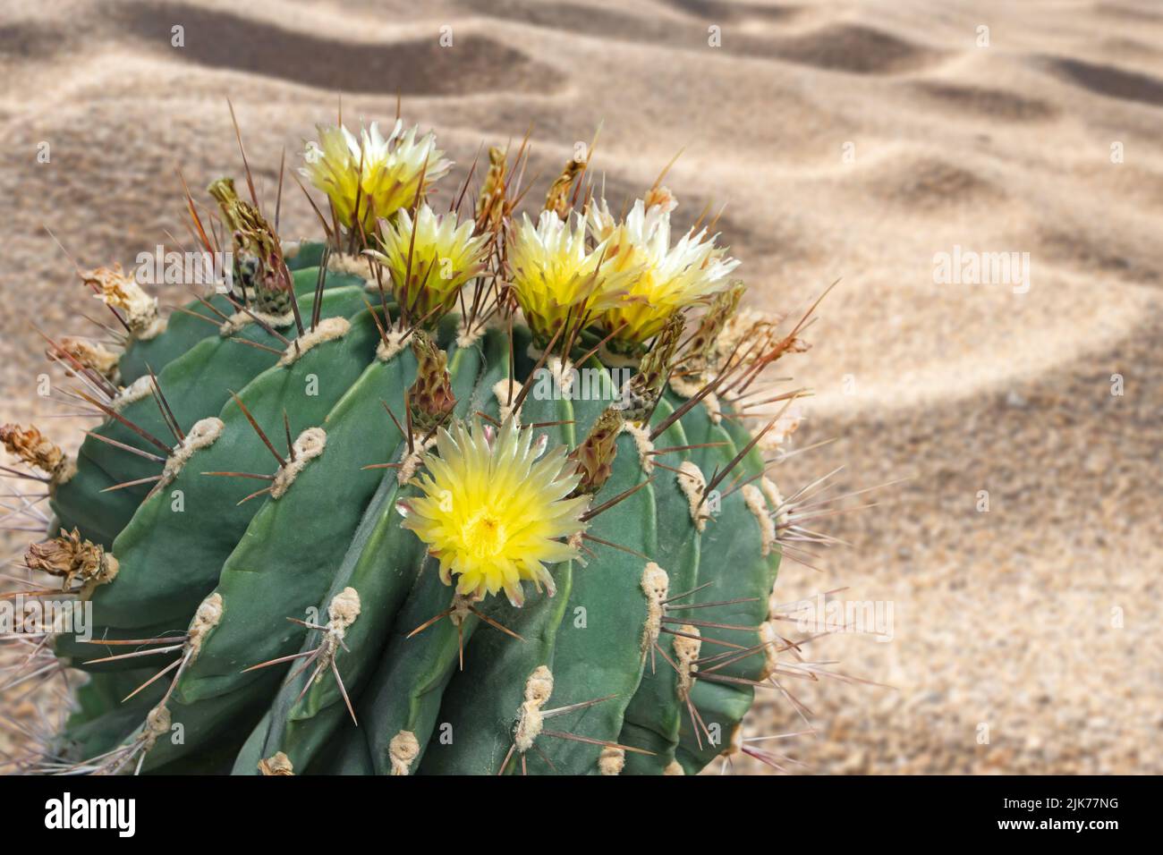 Cactus florece con flores amarillas en el desierto de arena. Planta suculenta globular decorativa. Foto de stock