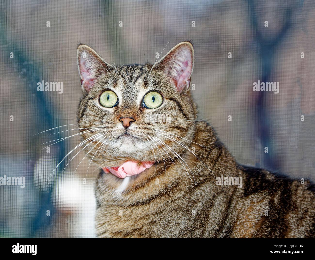 retrato de gato, piel a rayas, ojos verdes claros, alerta, mascota, Felino, animal, cuello rosa, PR Foto de stock