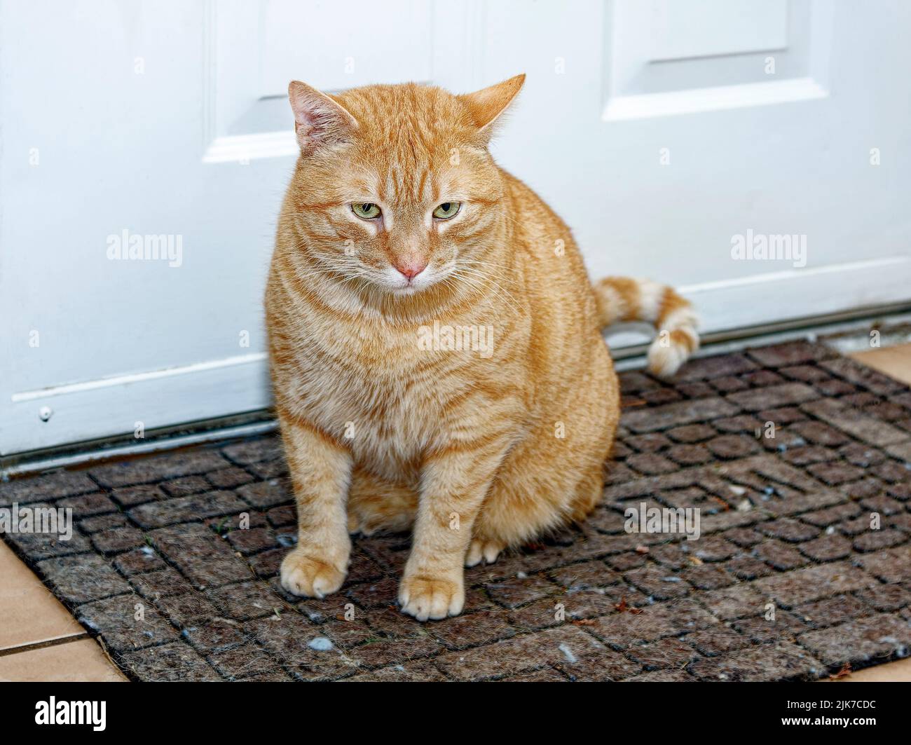 naranja tabby gato, sentado en la puerta, chubby, lindo, felino, PET, ANIMAL, PR Foto de stock