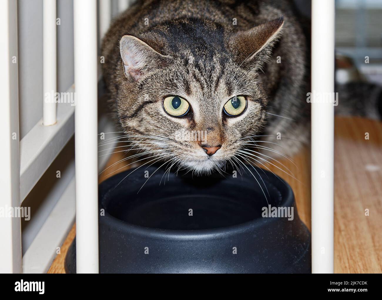 gato en recipiente de comida vacío, en soporte para panaderos, tabby gris, ojos verdes claros, primer plano, Felino, mascota, animal, PR Foto de stock