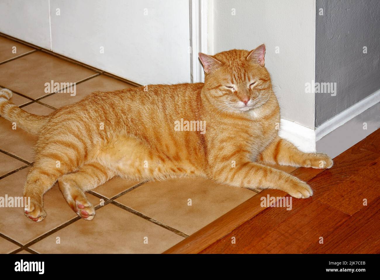 gato tabby naranja, tumbado en el suelo de baldosas, ojos medio cerrados, felino, mascota, animal, PR Foto de stock