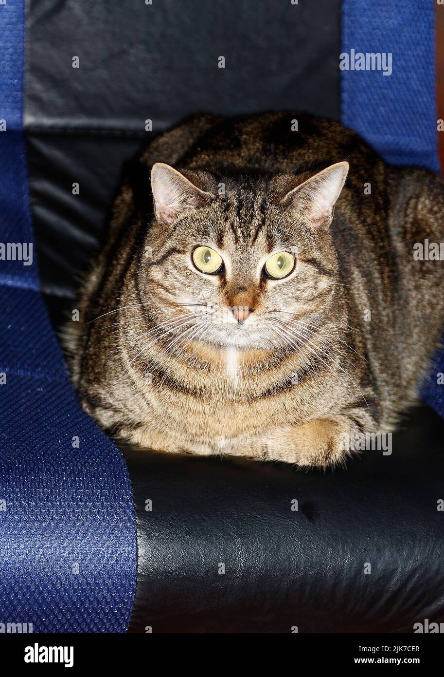 gato tabby gris, tumbado en cojín, patas escondidas, ojos verdes claros, alerta, Felino, mascota, animal, PR Foto de stock